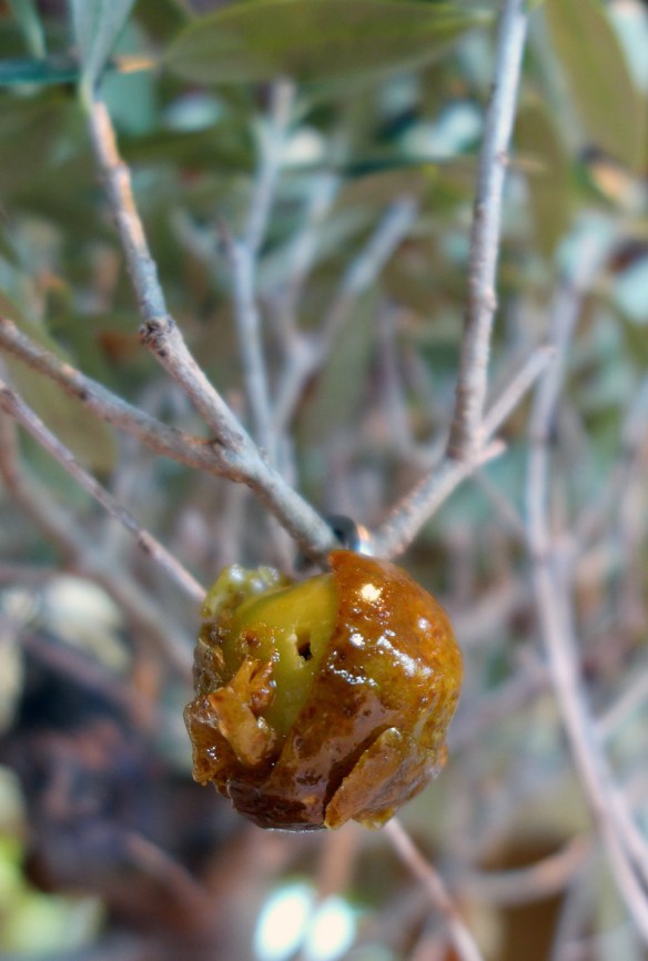 el celler de can roca
